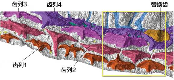 0a2256e682cbc57b465ff3d8ee8835c6a946fb17 棘胸魚類頜骨內部的替換齒