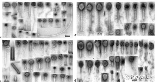 Hoyles et al., Res.Microbiol. 2014