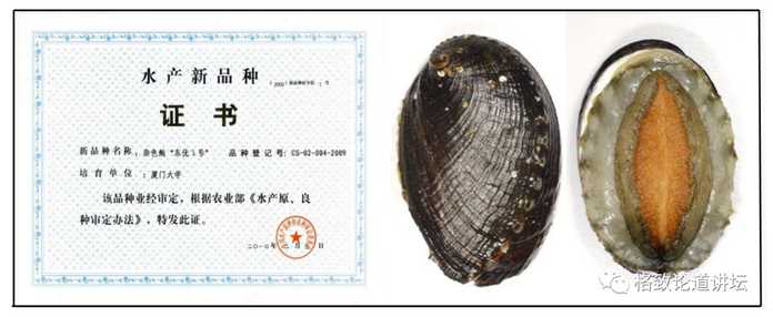 雜色鮑「東優一號」