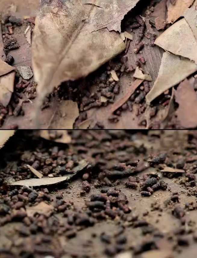老鷹茶逐漸變成蟲茶