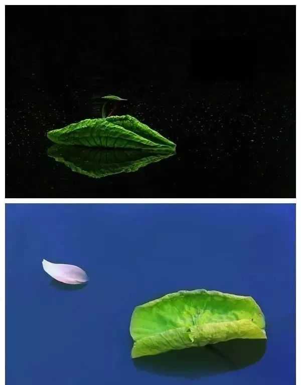 使用單色背景拍攝簡潔作品