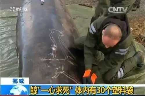 18ec98a6298fc8fc27be746e36592fe1441e1469 在這頭鯨的消化道內,