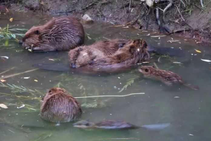 19373bee93f2e9f182a1b69dea71943b7131f722