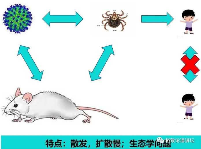 1cd2030bdfb0507b54f9435e4079c970f74c1273 蜱傳病毒的傳播