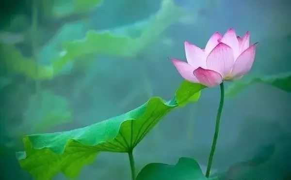 拍攝殘荷，黃昏非常適合