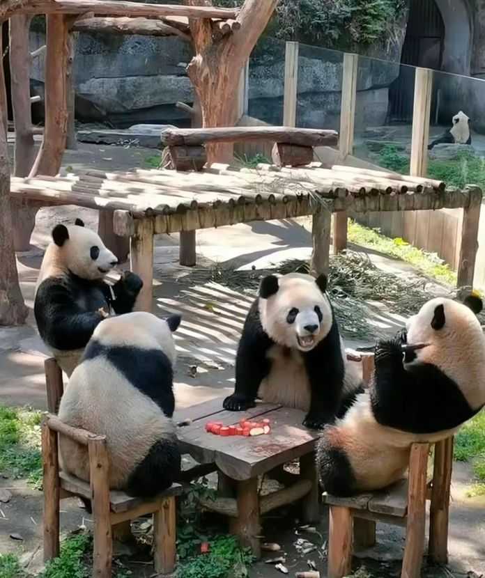1d593c360480d8f5835f5ddb1f20c2d3d8d30c02 圖源@豬有點燙嘴