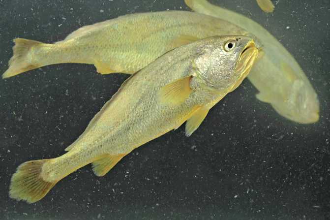 202174b014eb29402af9a1f9c0173c7979a66482 大黃魚為暖溫性魚類,