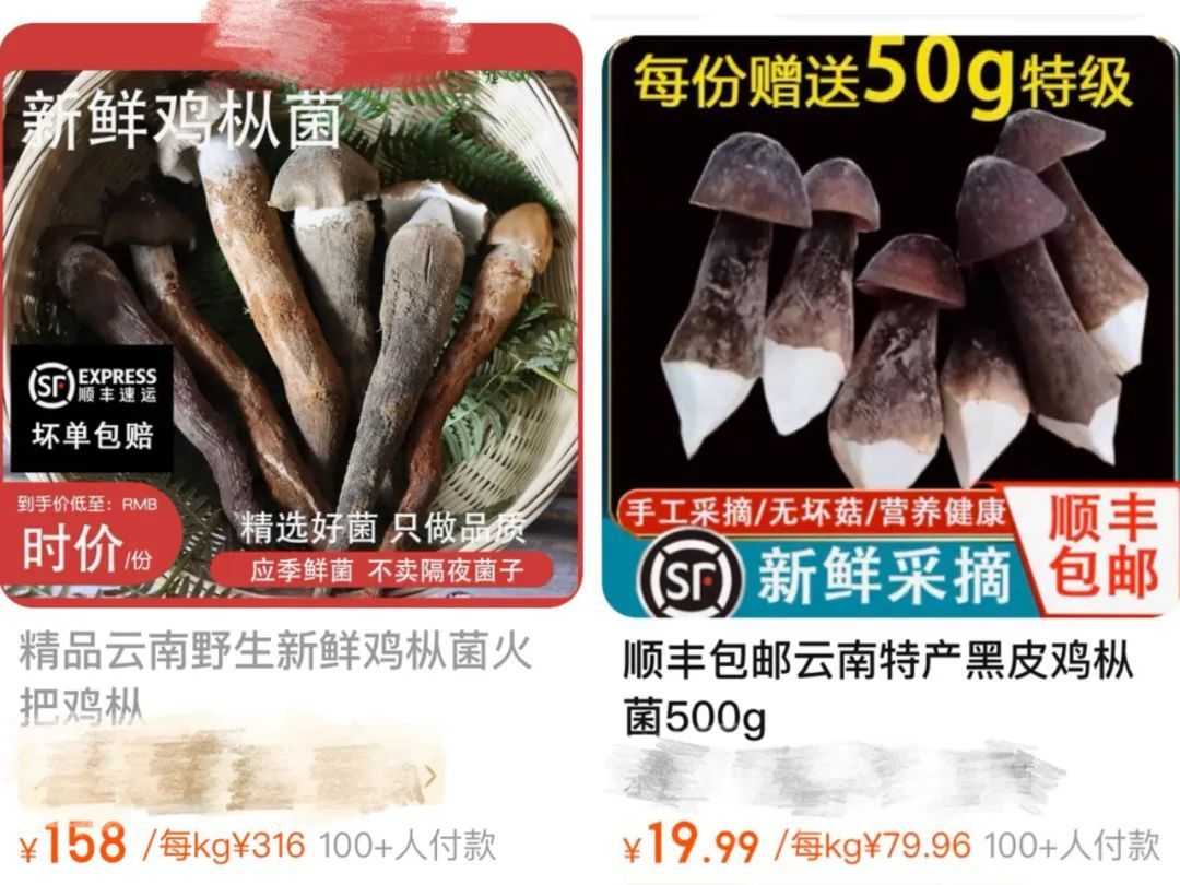 人工種植的黑皮雞樅菌