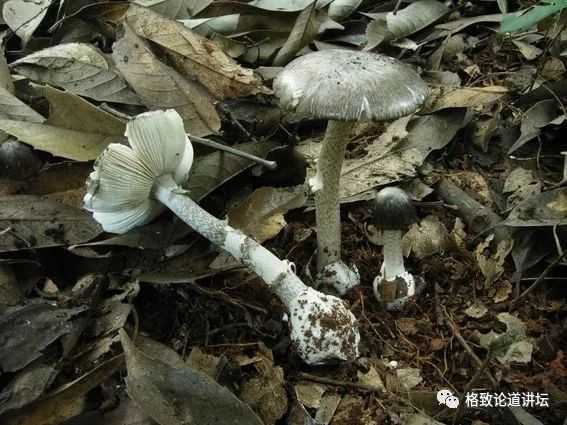 2bc5f3c8ca024d1862989419649ee06f768fef7d 灰花紋鵝膏