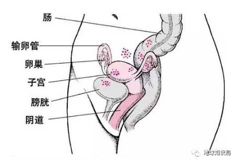 2efb5ed4b30130c6d3fbf869eeb87f347d0f889d 盆腔解剖圖