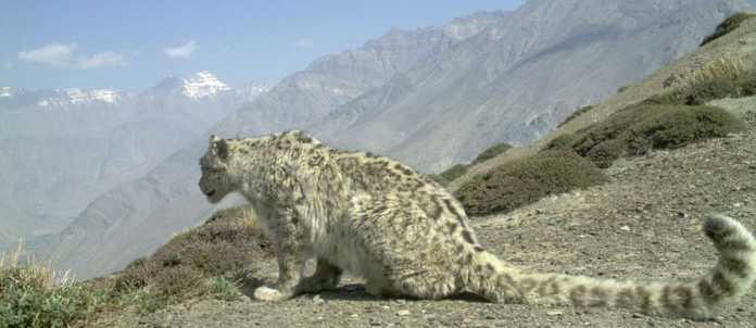 圖源snowleopard.org