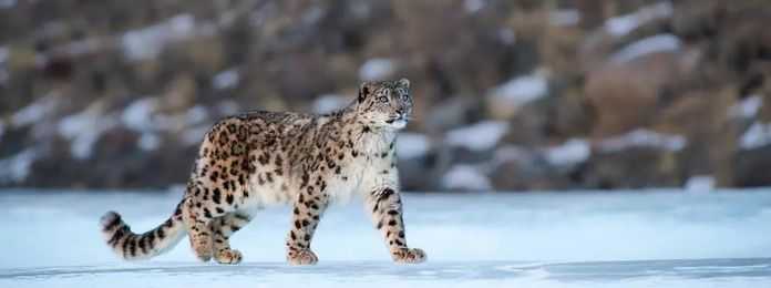 圖源WWF