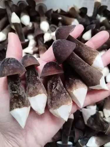 人工種植的黑皮雞樅菌