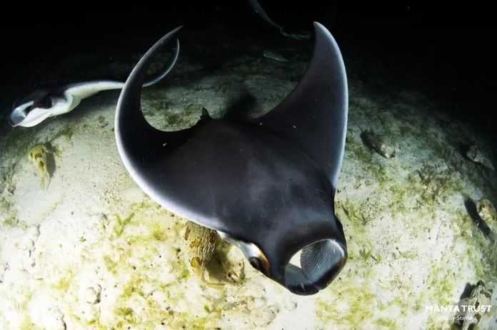 3e0e4ef4bbcdb5d8e912891565fba5b87ecbf1bd Mobula munkiana