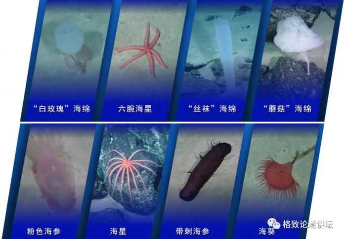3e1015932c5340fbc8d5e4b0699ae77899370361 在採集這個樣品時,還有一隻蝦過來圍觀