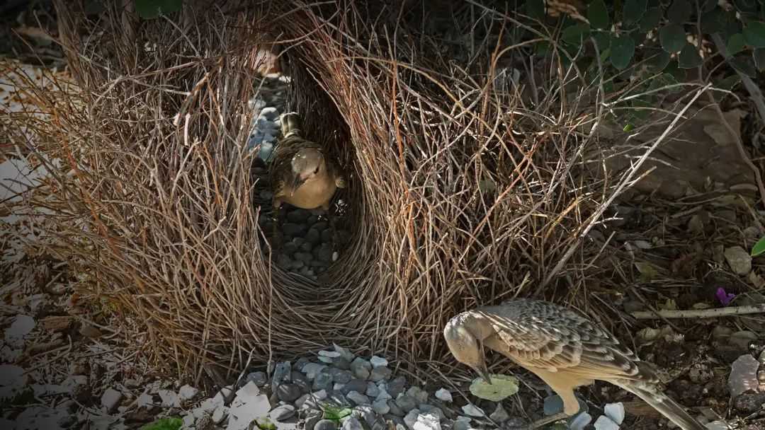 這也是園丁鳥最常見的建造方式