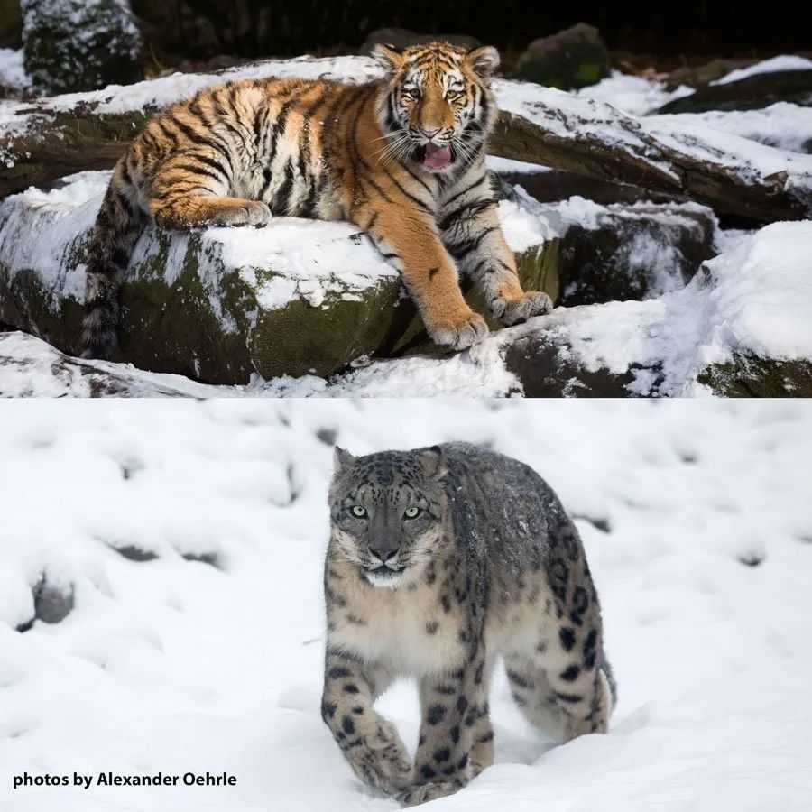 虎和雪豹，臉還挺像 圖源見水印