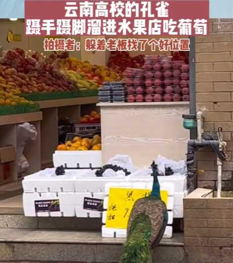 4740cec6231197dc1da5777f50c6dd04fc2b9cd3 或是直奔草坪啃地皮