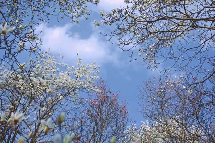 若無旁人，花開無塵