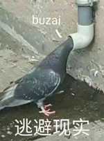 501c7b2c45879a7b151fdc48771cba7264a3c2bd (文中圖片素材來源自網路)