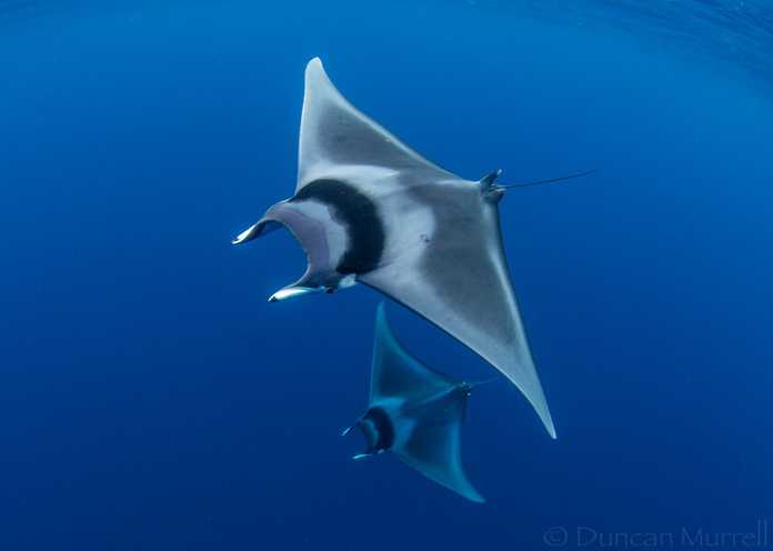 5129d2465029b98d9b0af9929068b939bcec7d62 Mobula mobular