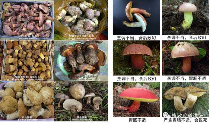 6569875d1efd7e34a93f7f9c3d4b58b87379e24e 左:可食的牛肝菌