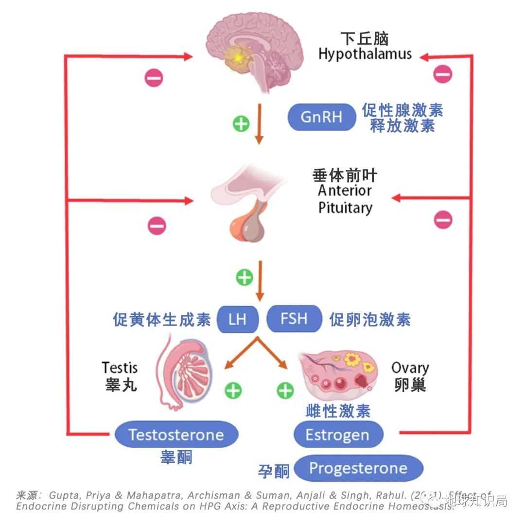 67cf30c1752831379c0ccbf68e0fe2c23e5d0b62 來調節各激素處於動態平衡中