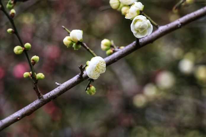 綻放的梅花似煙似雪，清香四溢惹人醉