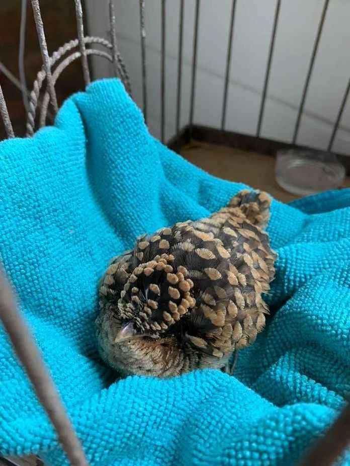 6ee901a50eee632a5dabc8a412e3bf73dfa13d1c 這隻鳥是禿頂了?也許它就是鳥中程式設計師