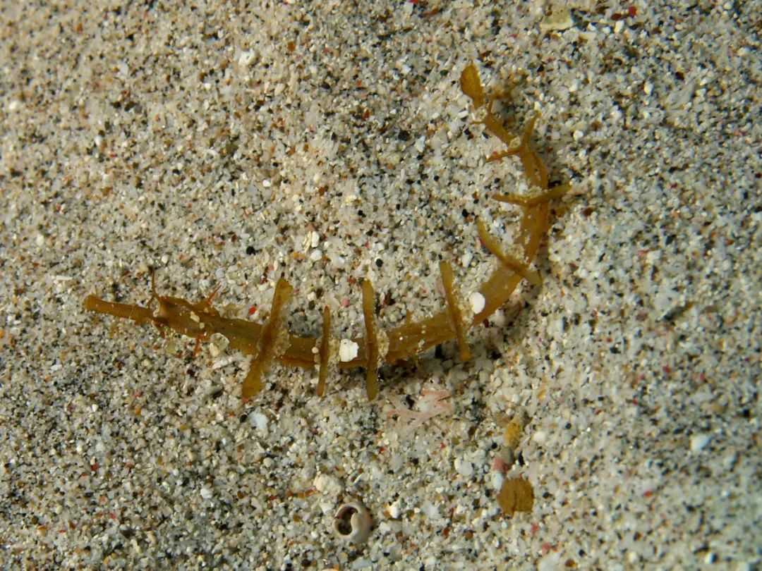 743e319c67c6be75c1b5def7358cb66072e7560a 大吻海蠋魚,長得跟海藻似的