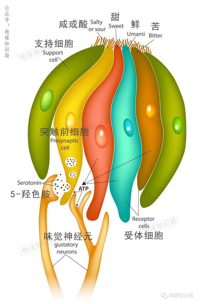 7f024618fc54ccb865c4bbbd670794bd8cdb1f1d (味蕾 參考:shutterstock)