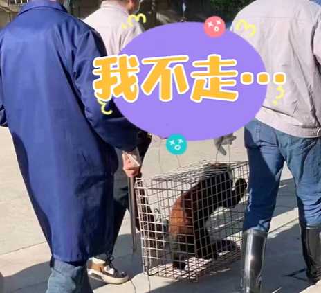 833dd7af1fd84f2291042c88b18857e892bf27c2 除了小熊貓