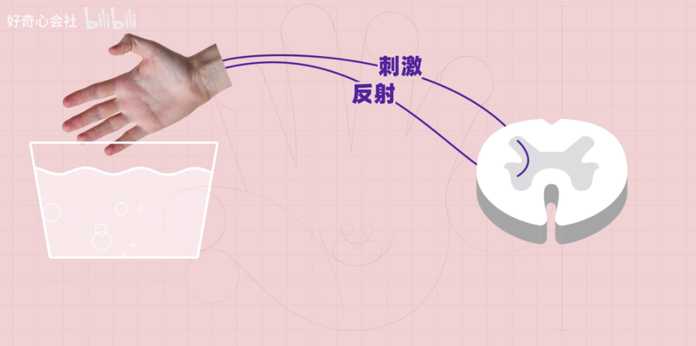849da28bb952072df4f69b5bf28b088a02ebd027 再比如緊張害羞時心跳加速