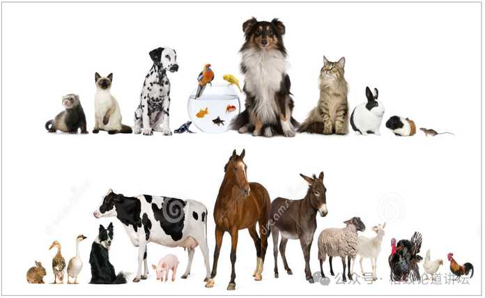 8a9c311c460931f98d9a00db0b7eb6cdb64e9e8a 不只是對人類有利,其實對動物也有幫助