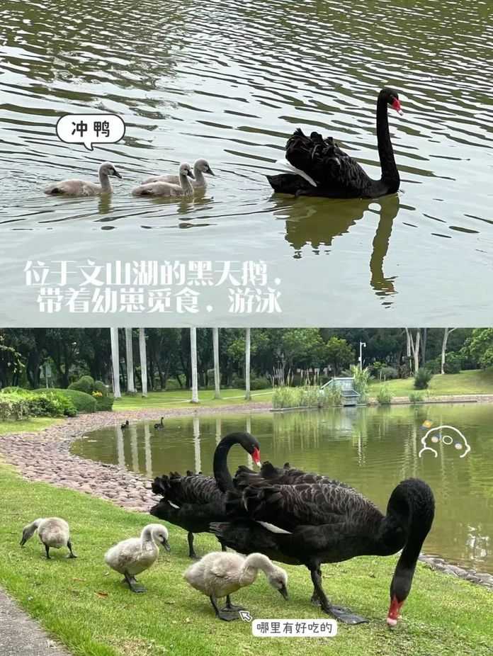 8ac9b75f6b10025ca607331313e5b386105b343b 深圳大學 黑天鵝