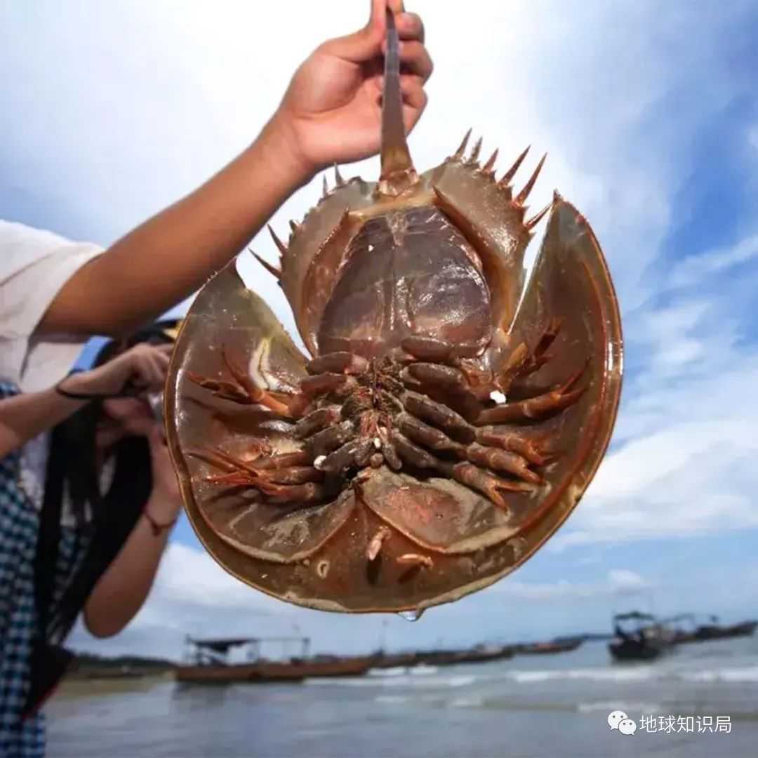 （圖：圖蟲創意）