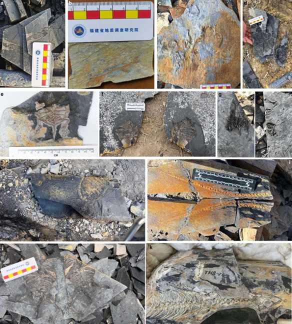 95cb577844359cd5f262e1335e9603dae84dccee 野外發掘出的政和生物群化石