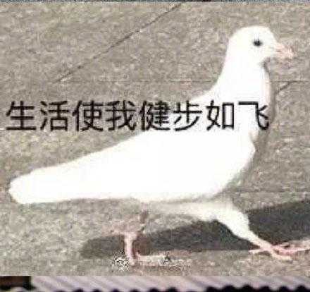 延續了它們原本的使命——驅鳥