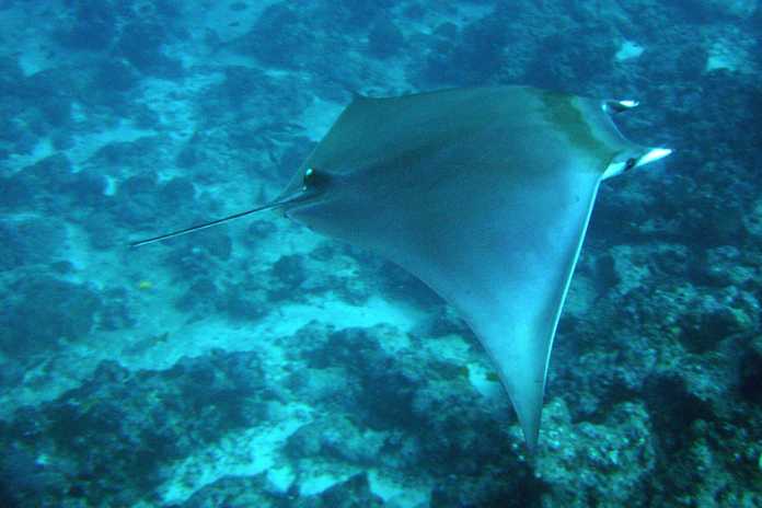 9f6f385a625afc35f2092bf343713b6d945597b2 Mobula kuhlii