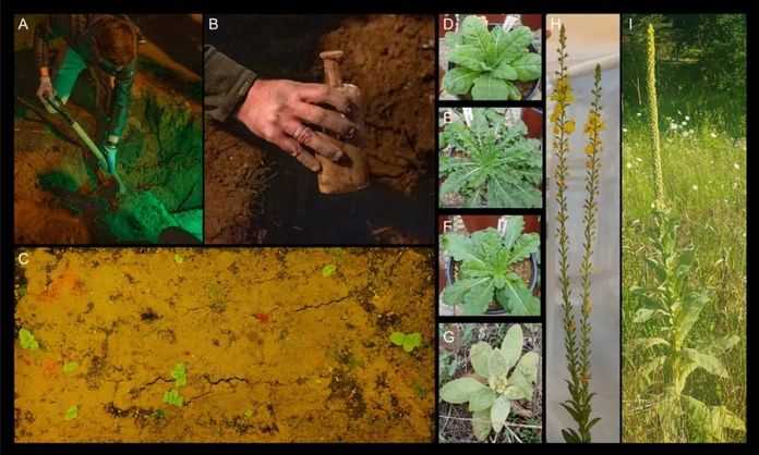 記錄第16瓶回收、植物生長和植物形態
