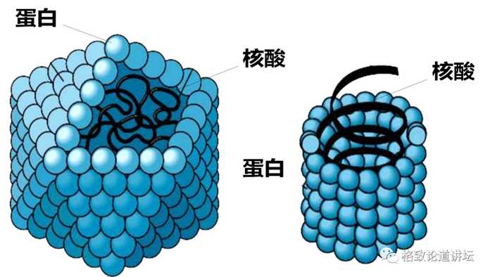 噬菌體結構