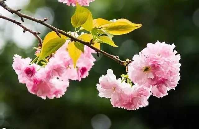 aa8bda7dd0c2edfae53a714fa390810a2fdf985e 櫻花與陪體搭配的拍法