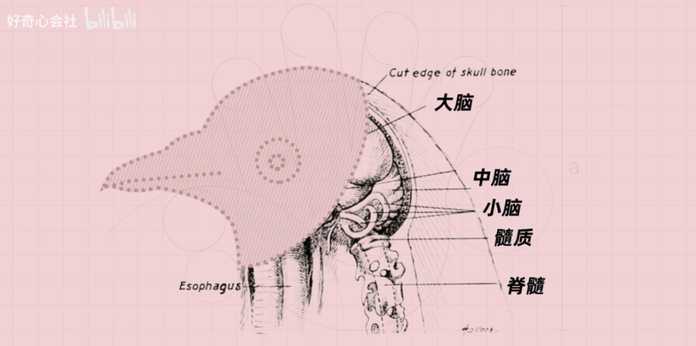 ab1f0aec9b3571dece3d5fe99a57e608c6491085 還有終於知道蟑螂為什麼叫