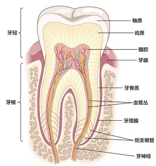 ac30b4fead7fee564b53e1bc404de2cbca71bf5f 牙齒的組織結構