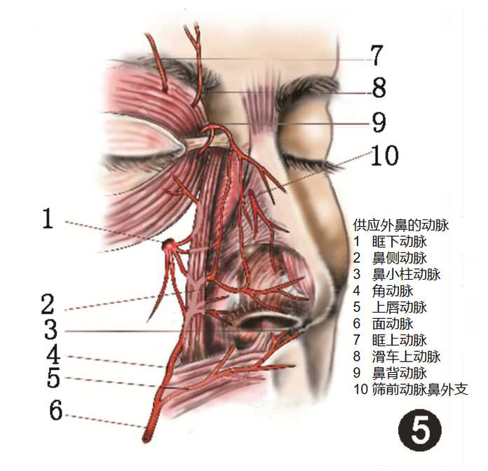 afad51c48782ca4af6387662e862b16118f6399f 鼻部血供 圖源:文獻 4