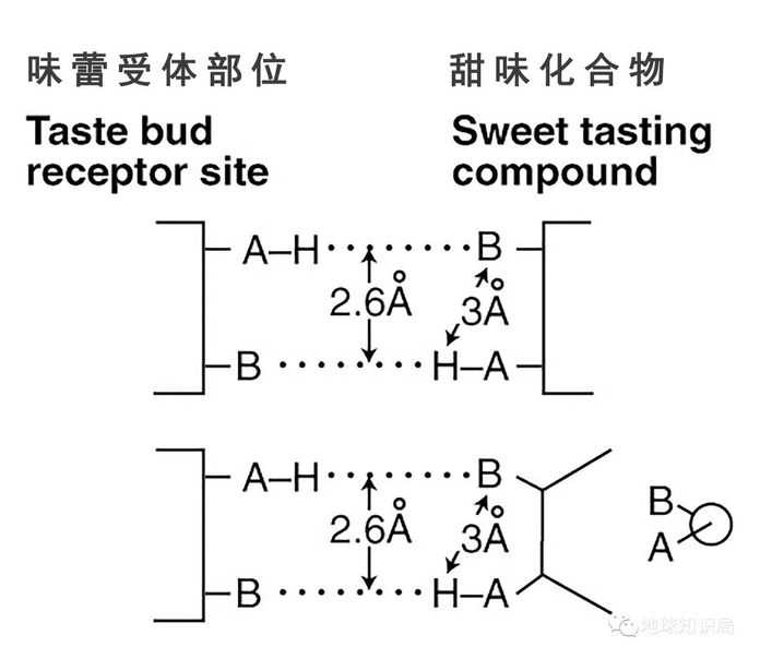 b018c9ca30c1c43301d84ffa2a504f9473857428 (圖:Shallenberger R. & Acree)