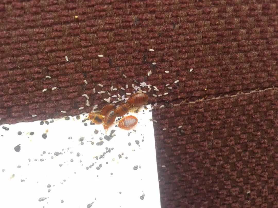 b3d8d13932ed21fc52b38c6ead22ea77025e4dfc 注意那個不是米粒,是床蝨的蟲卵