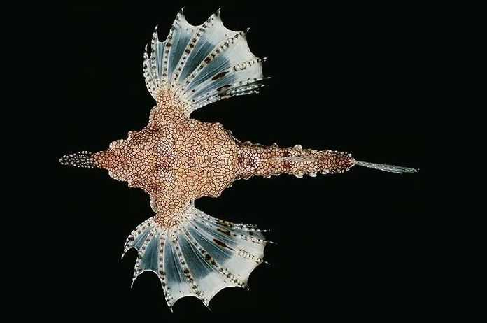b418ad639cccc6347660430c894071efe5f75107 是蟲是魚?