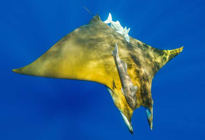 b74b929bc80dc69130d4d25d623e20b390cd4642 Mobula tarapacana