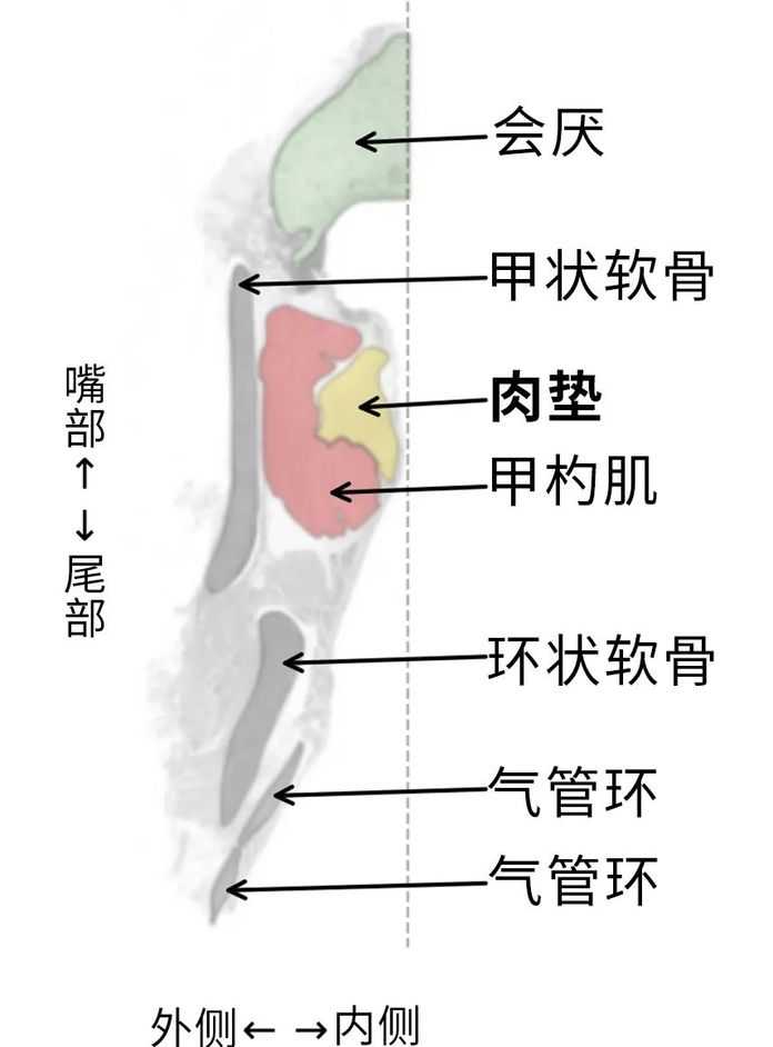 肉墊的位置｜參考文獻[6]